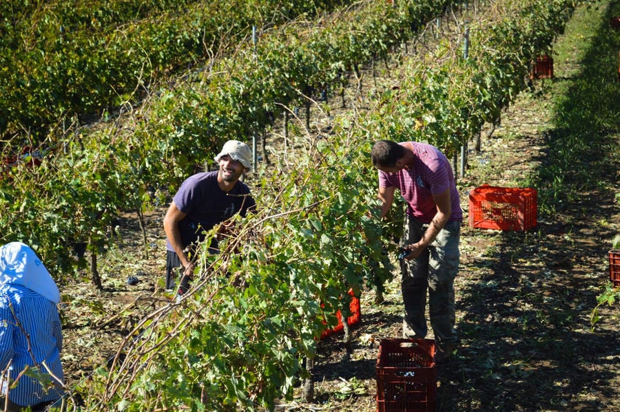 men picking grapes in 'Mercouri Estate' vineyard