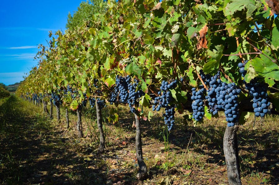 'Mercouri Estate' vineyards full of bunches of black grapes