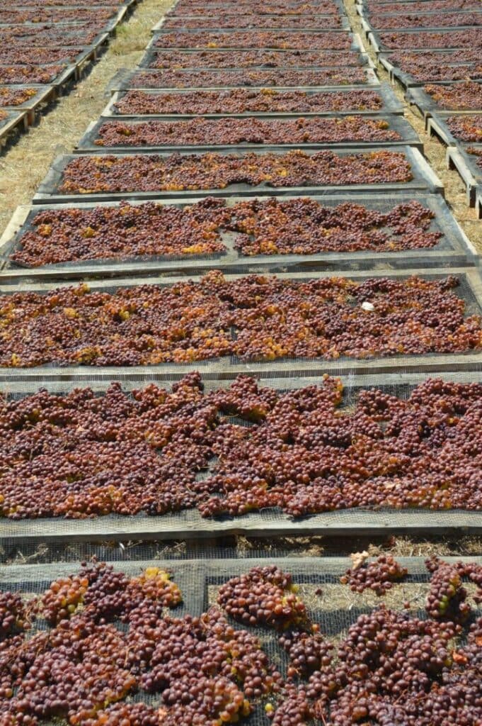 bunches of rose grapes drying on wood panels in the sun at 'Mercouri Estate' winery