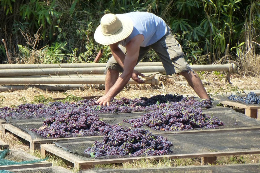 man putting black grapes on wood panels and raffia at 'Mercouri Estate' winery