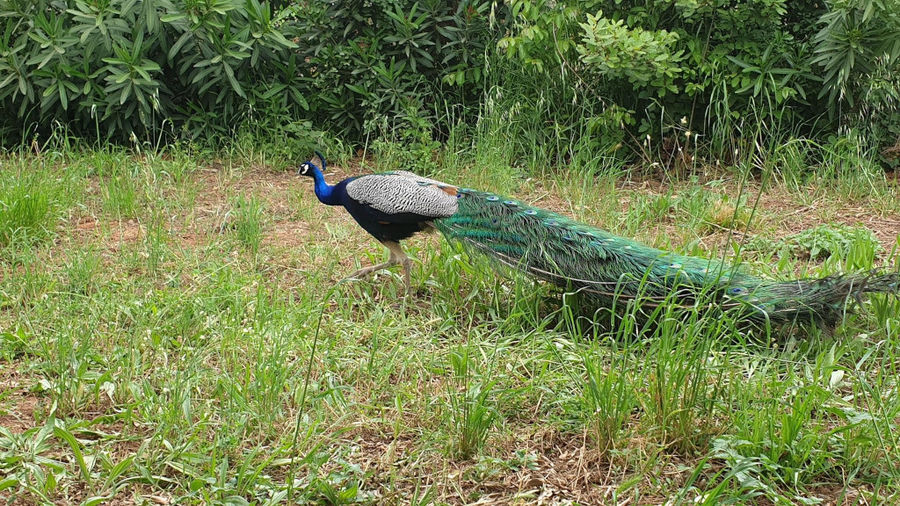 A blue peacock walking with closing his tail in 'Mercouri Estate' garden