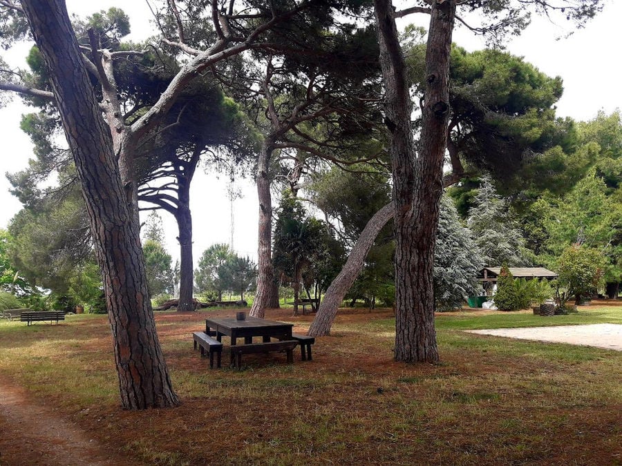 wood table in the shade of the trees into 'Mercouri Estate' garden