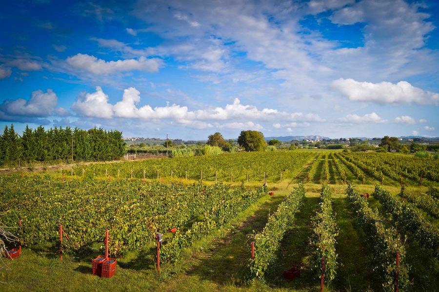 rows of vines at 'Mercouri Estate' vineyards in the background of blue sky