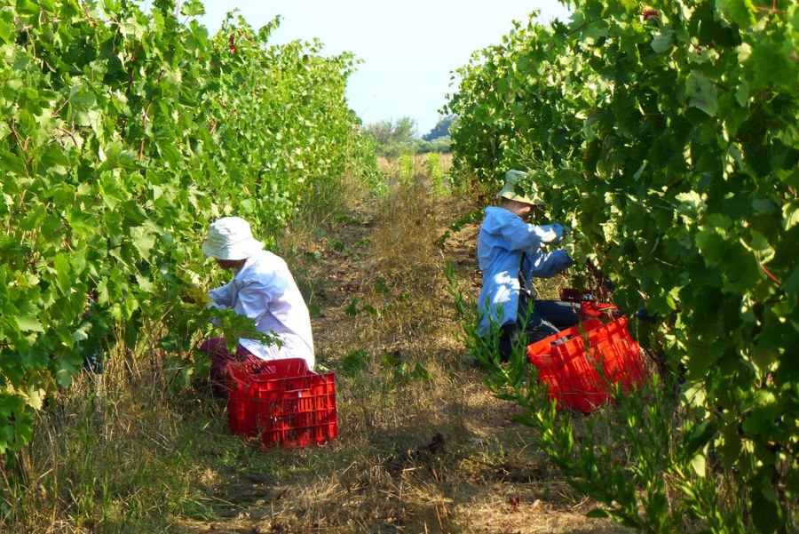 men with sun hats picking grapes in 'Mercouri Estate' vineyard