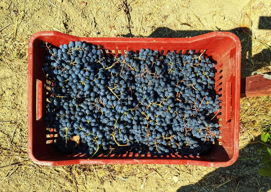 crate with bunches of black grapes at 'Mercouri Estate' vineyard