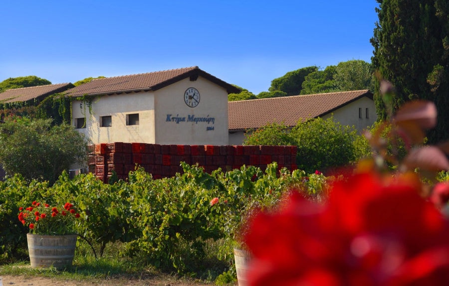 red flowers and rows of vines front at 'Mercouri Estate' vineyard