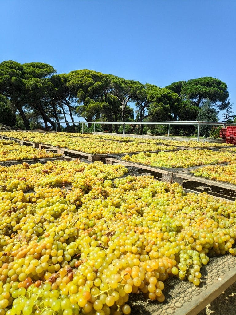 bunches of grapes drying on the wood panels in the sun at 'Mercouri Estate' vineyard