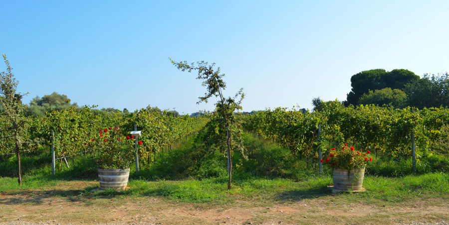 two pots with red flowers on the ground front 'Mercouri Estate' vineyards