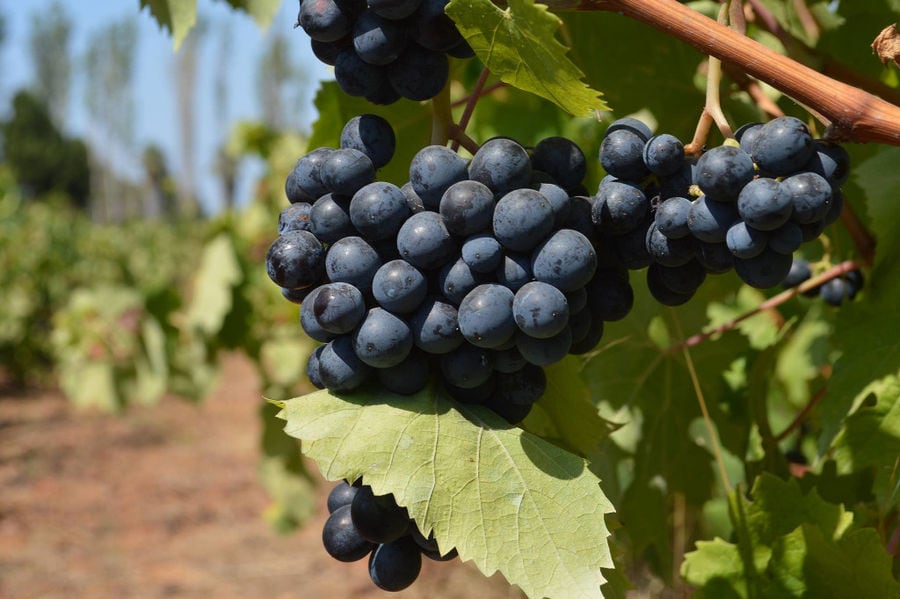 bunche of black grapes at 'Mercouri Estate' vineyards