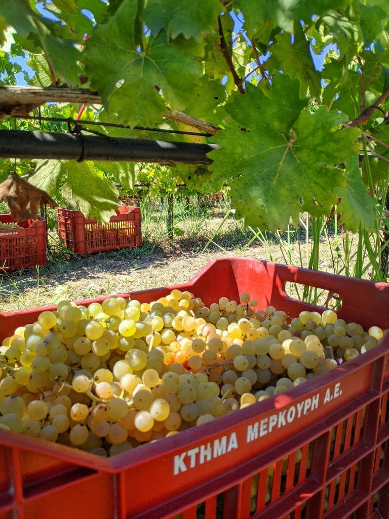 crates with bunches of white grapes at 'Mercouri Estate' vineyards