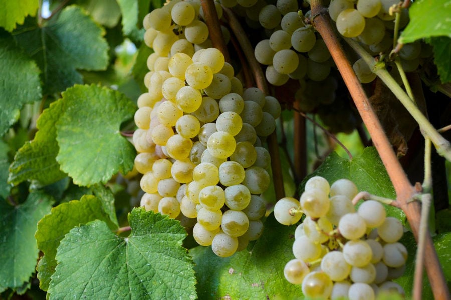 'Mercouri Estate' vineyards full of bunches of white grapes