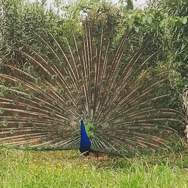 A blue peacock opening his tail up close to the camera in 'Mercouri Estate' garden