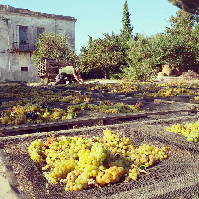 man putting white grapes on wood panels and raffia at 'Mercouri Estate' winery