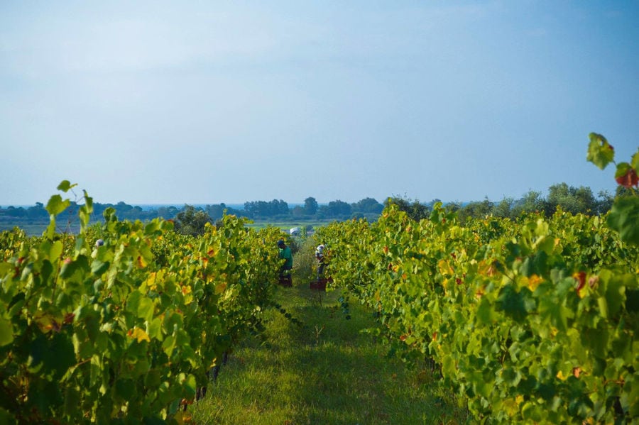 two men picking grapes in 'Mercouri Estate' vineyards