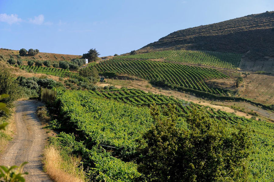 dirt road with green bushes on the one side at Minos - Miliarakis Winery with vineyards in the background