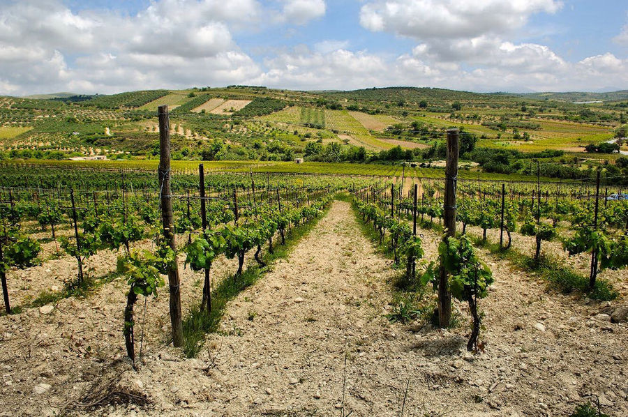 rows of vines at Minos - Miliarakis Winery with trees and mountains in the background