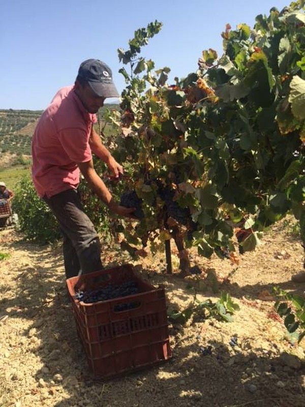 man picking black grapes in Minos - Miliarakis Winery vineyards and putting them in crate