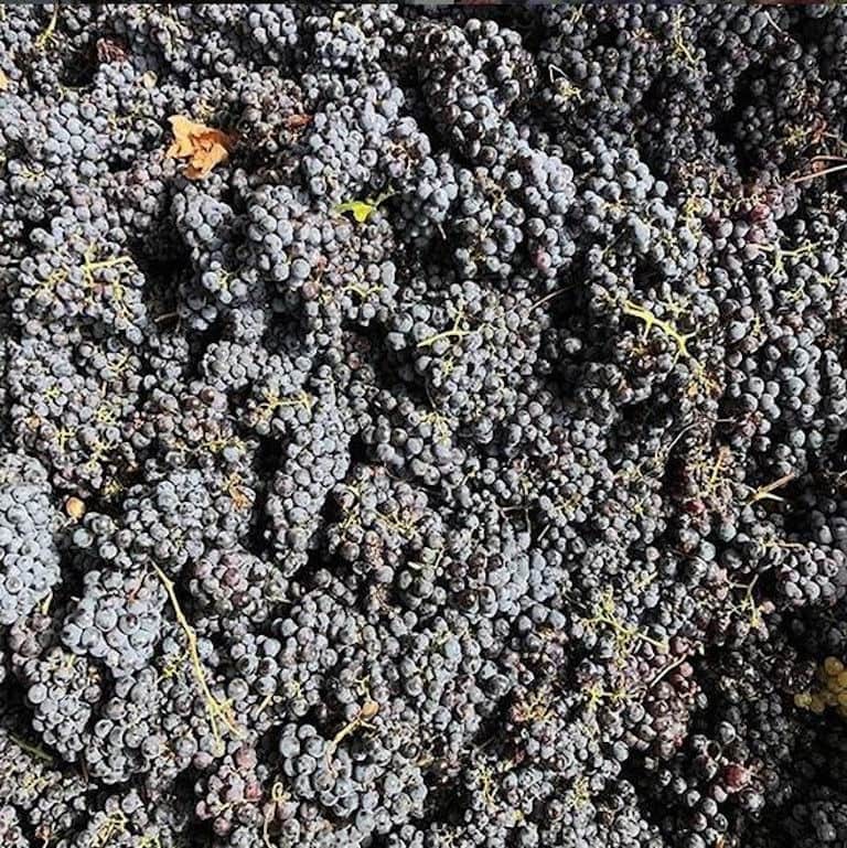 close-up of bunches of black grapes at Minos - Miliarakis Winery