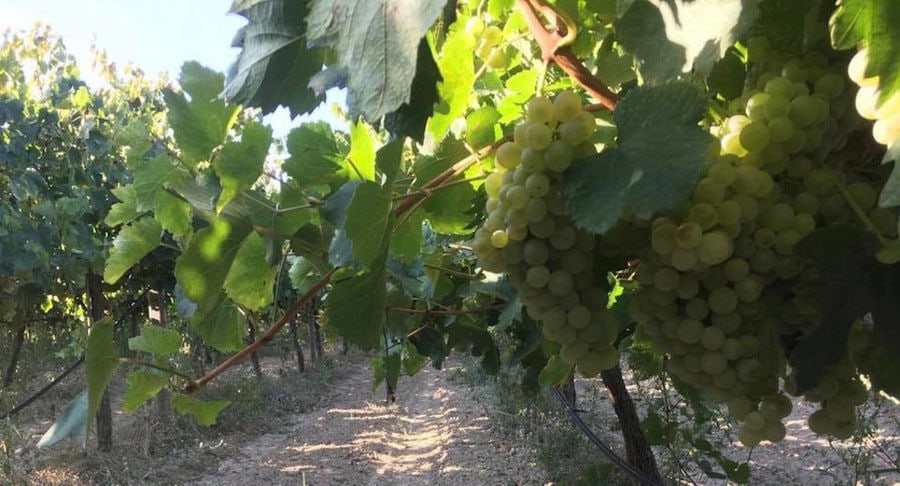 close-up of Minos - Miliarakis Winery vineyards full of bunches of ripe grapes