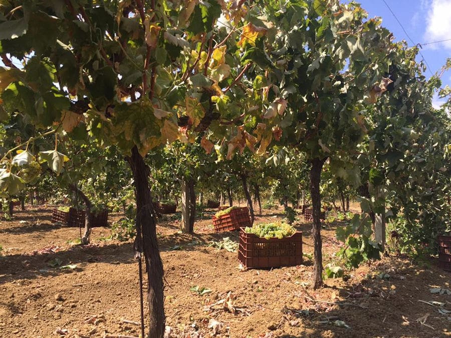 close-up of 'Minos - Miliarakis Winery' vineyards full of bunches of ripe grapes