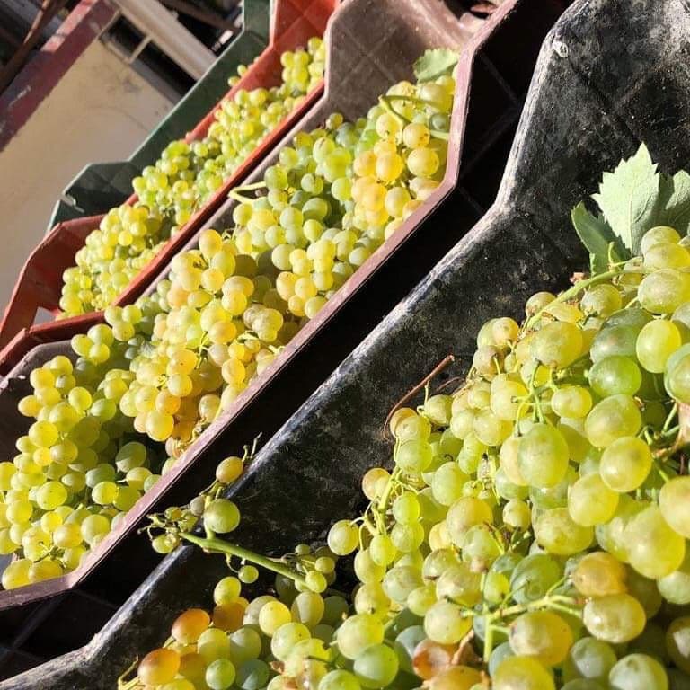 close-up of creates with bunches of white grapes at Minos - Miliarakis Winery