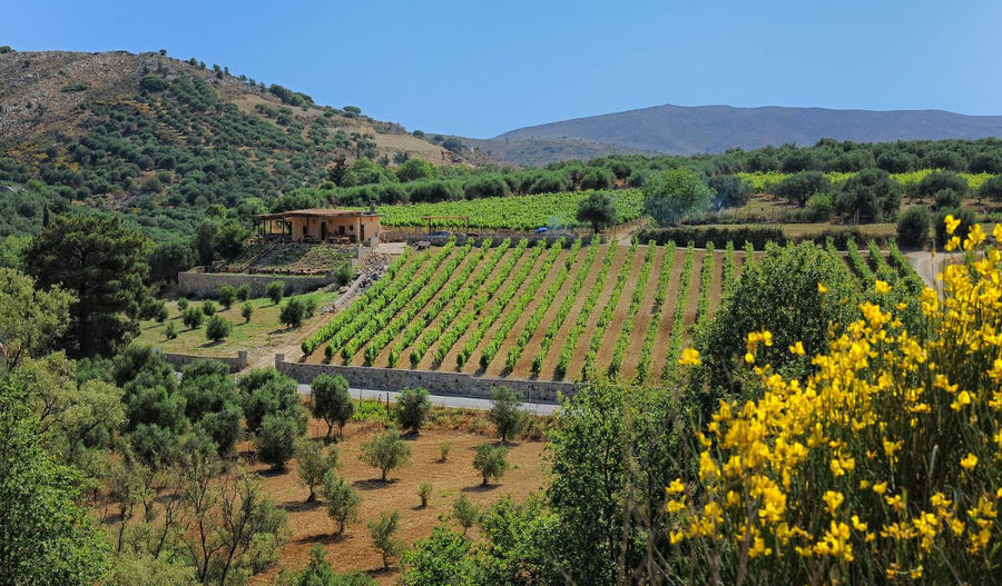 Minos - Miliarakis Winery building surrounded by trees and vineyards and mountains