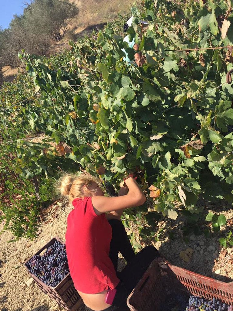 girl picking black grapes in Minos - Miliarakis Winery vineyards