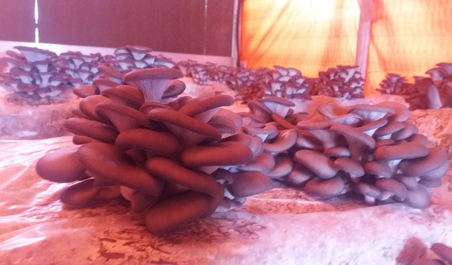 Fresh Pleurotus mushroom crops inside of 'Mitato Mushrooms Farm' greenhouse
