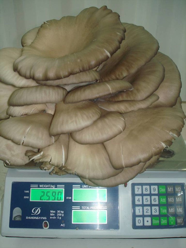 fresh Pleurotus mushrooms on the electronic laboratory balance at 'Mitato Mushrooms Farm'