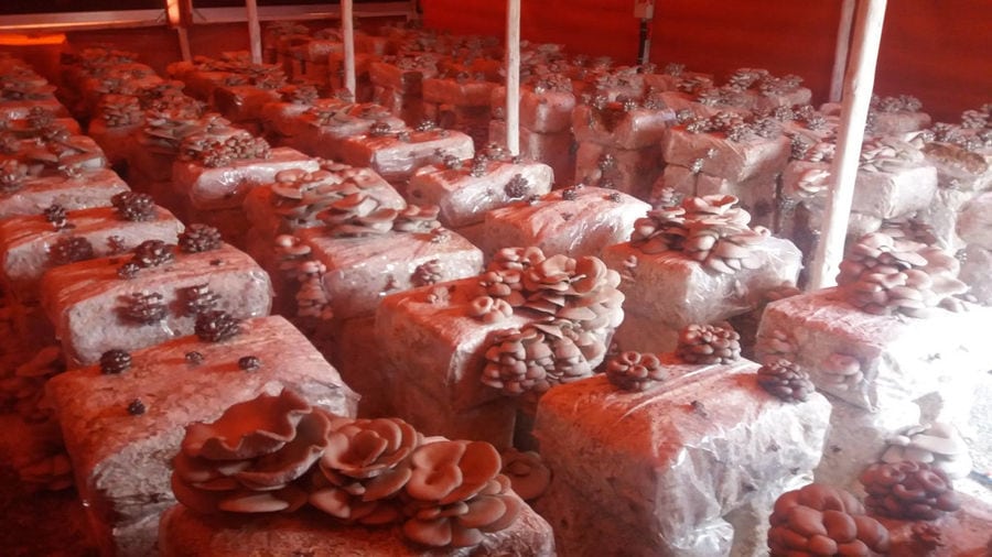 inside greenhouse of 'Mitato Mushrooms Farm' with fresh Pleurotus mushroom crops