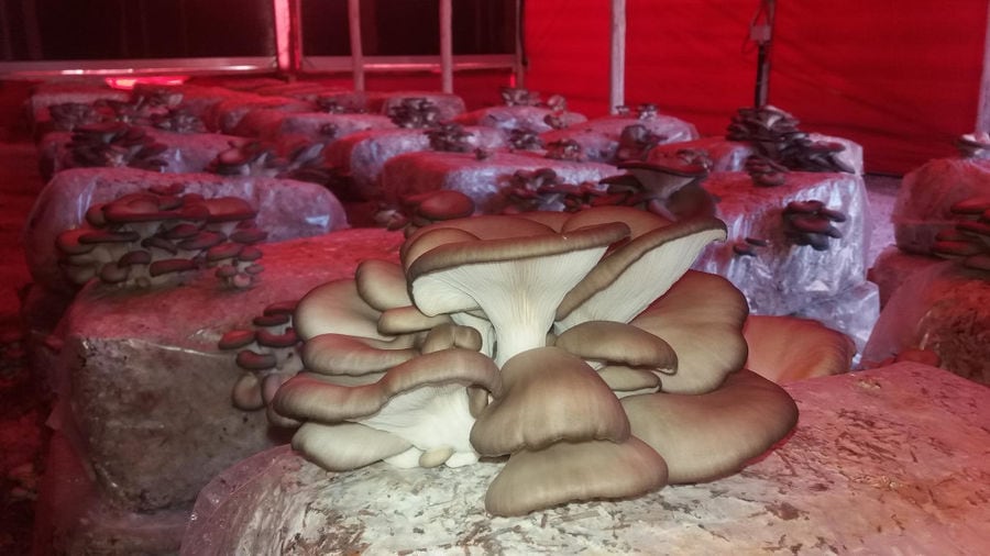 inside greenhouse of 'Mitato Mushrooms Farm' with fresh Pleurotus mushroom crops