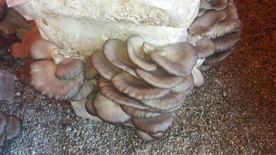 Fresh Pleurotus mushroom at 'Mitato Mushrooms Farm' greenhouse
