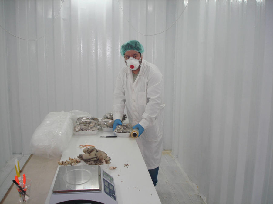 man with mask covering the nose and mouth packaging fresh Pleurotus mushrooms at 'Mitato Mushrooms Farm'