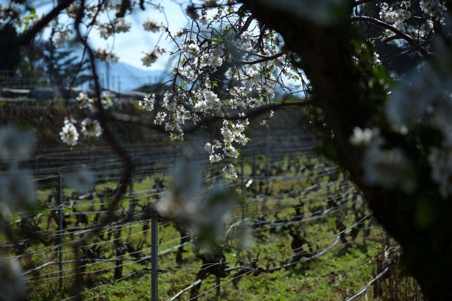 montofoli spring vineyard almond tree.jpg