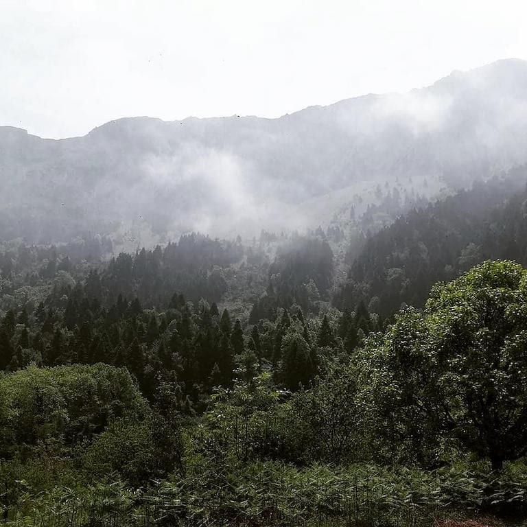 Majestic mist-clad mountains adorned with towering conifer trees. A serene and mystical sight, where nature's grandeur meets the ethereal embrace of misty veils.