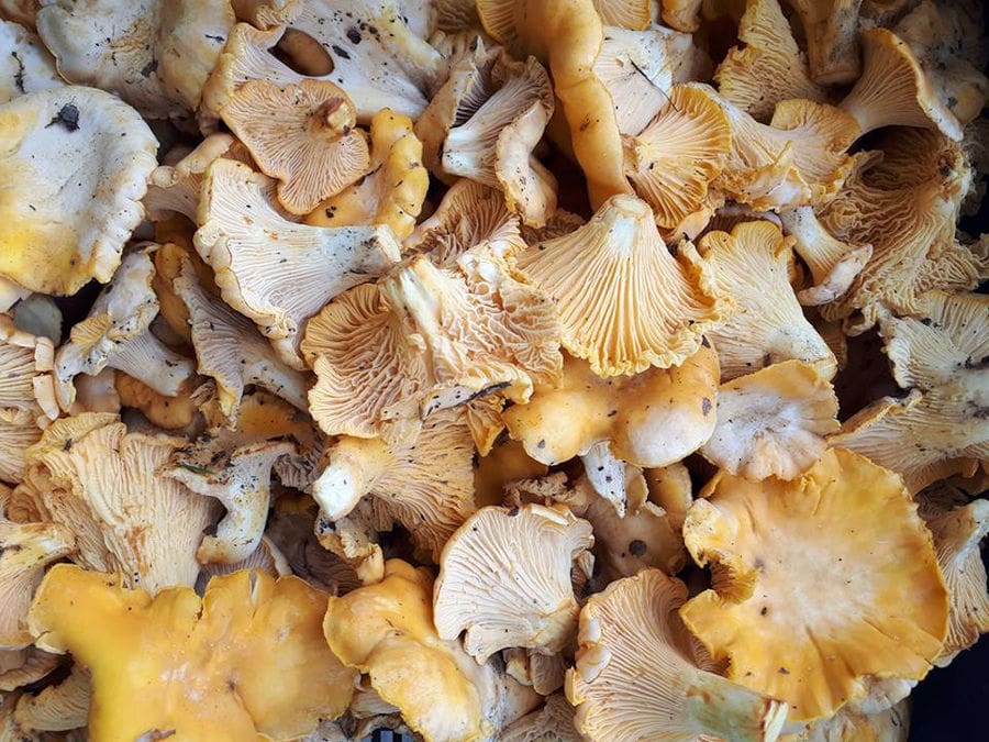 close-up of fresh Pleurotus mushrooms from Mushrooms Products of Grevena
