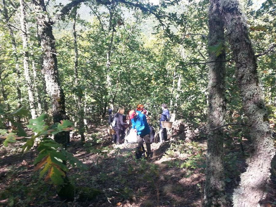 a group of tourists picking mushrooms in the forest around Mushrooms Products of Grevena