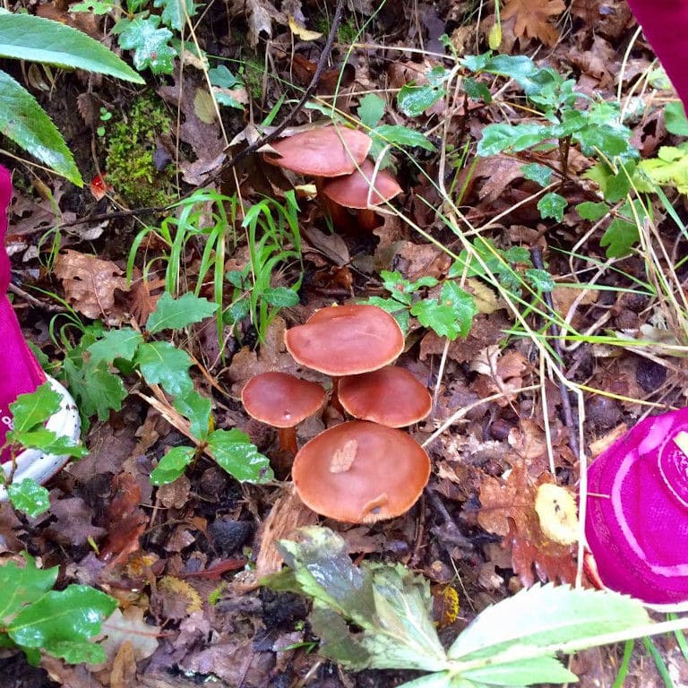 red mushrooms in nature surrounded by dry leaves and green grass in the forest around Mushrooms Products of Grevena