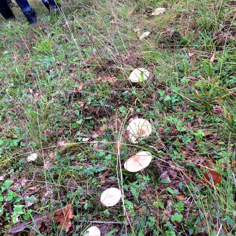 mushrooms in nature surrounded by dry leaves and green grass in the forest around Mushrooms Products of Grevena