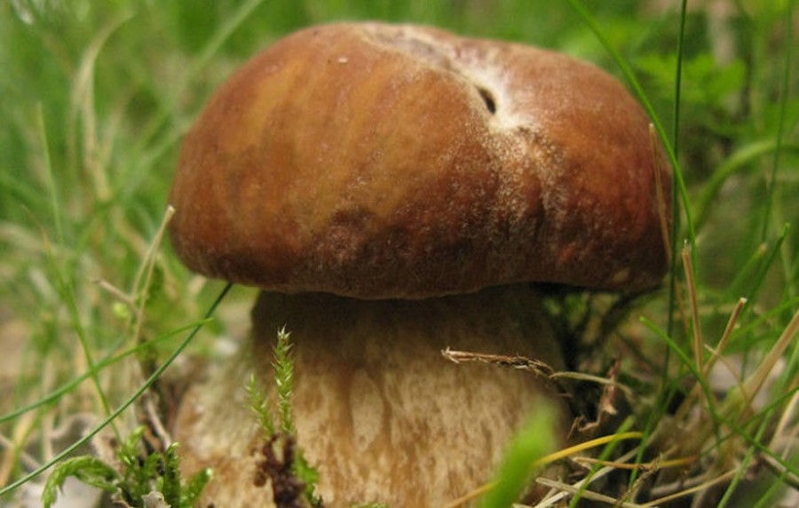 mushroom in nature surrounded by dry leaves and green grass in the forest around Mushrooms Products of Grevena