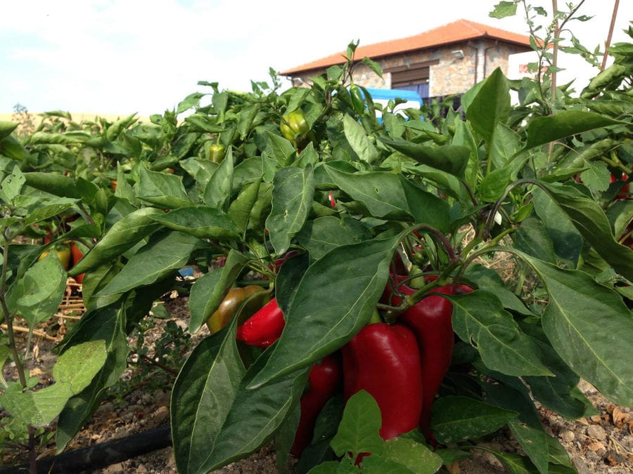 Florina peppers plants in the ground and 'Naoumidis All Peppers' building in the background