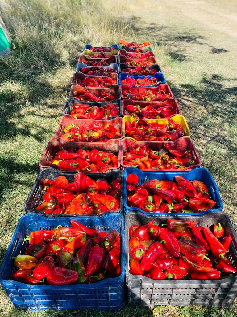 lying plastic crates of Florina red peppers on the ground at 'Naoumidis All Peppers' crops