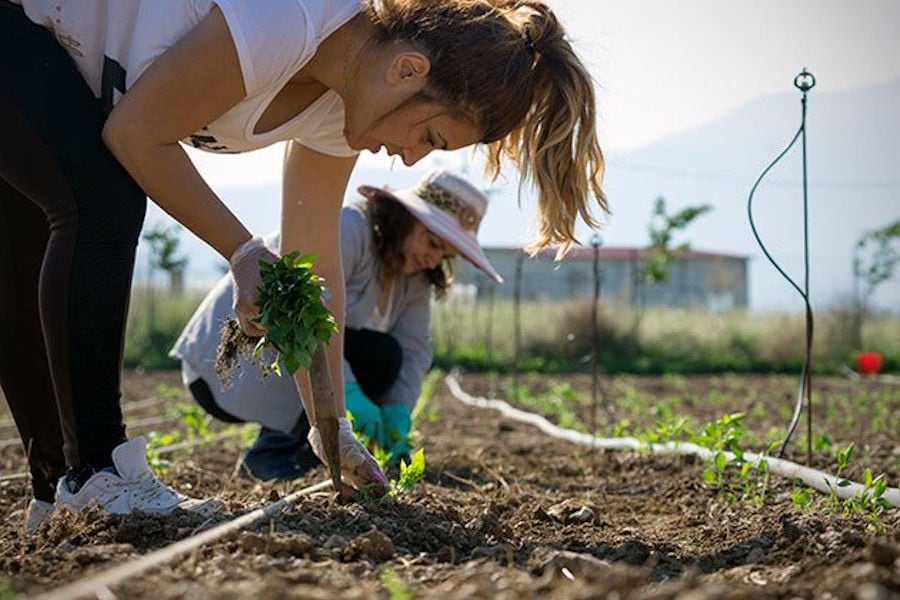 two girls planting seedlings of Florina red peppers at 'Naoumidis All Peppers' area