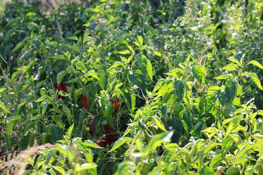Florina red peppers crops at Naoumidis All Peppers'