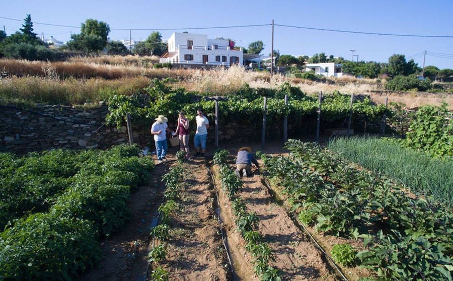 three peoples watching a man working in 'Narlis Farm' vegetables garden with a building in the background