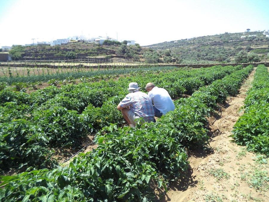 two men sitting on the ground at 'Narlis Farm' vegetables garden with hills in the background