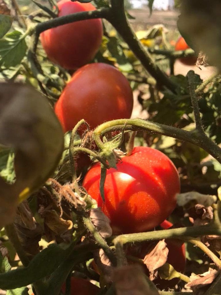 close-up of tomatoes on his stalk at 'Narlis Farm' on the ground
