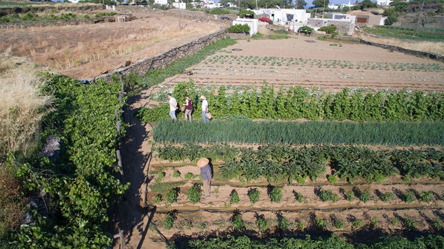 view from far of three peoples walking in 'Narlis Farm' vegetables garden
