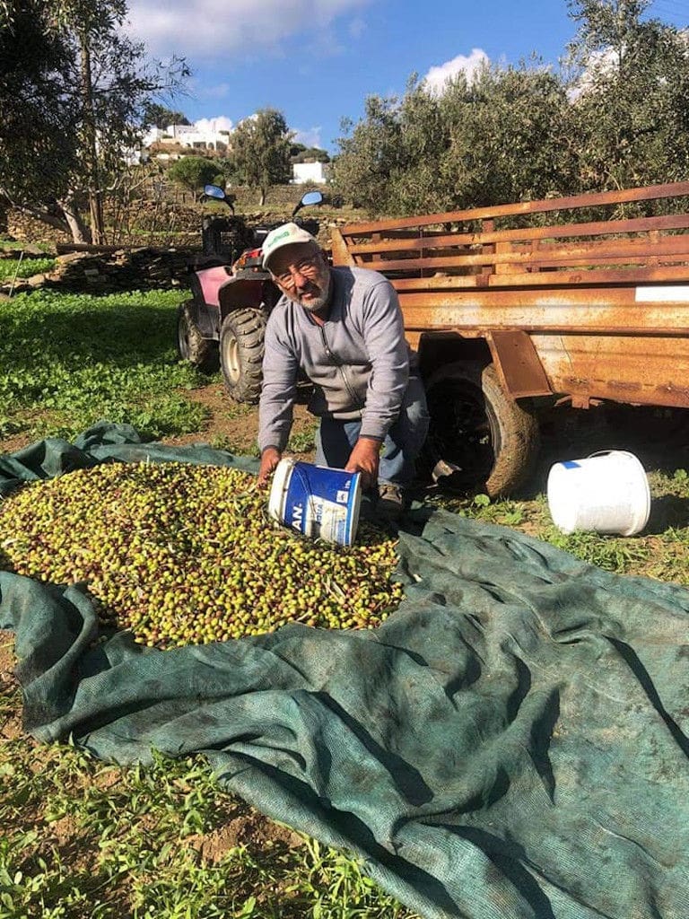 olive harvest at 'Narlis Farm' and man watching at the camera and putting olives in bucket from the ground