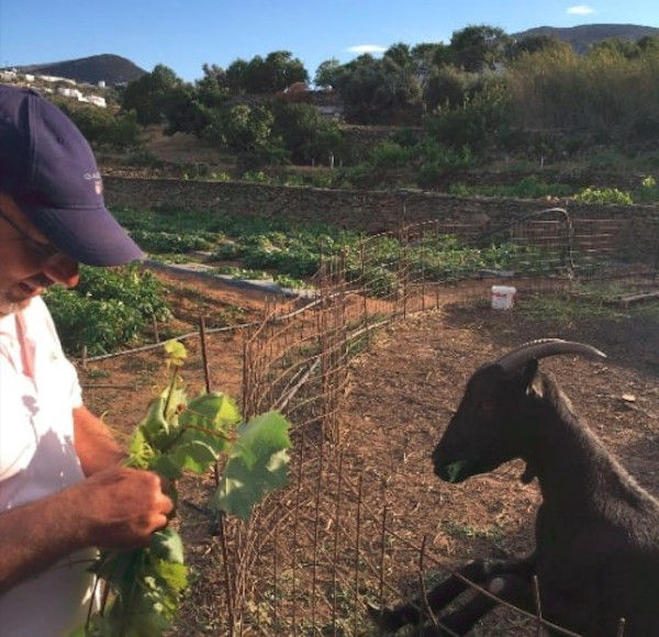 man holding pieces of vines and a goat watching them at 'Narlis Farm' garden